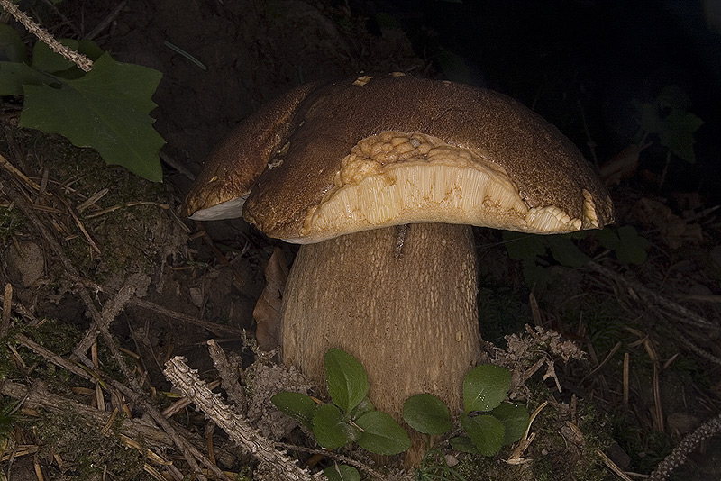 Boletus aestivalis